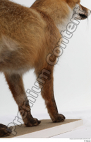  Red fox leg 0030.jpg